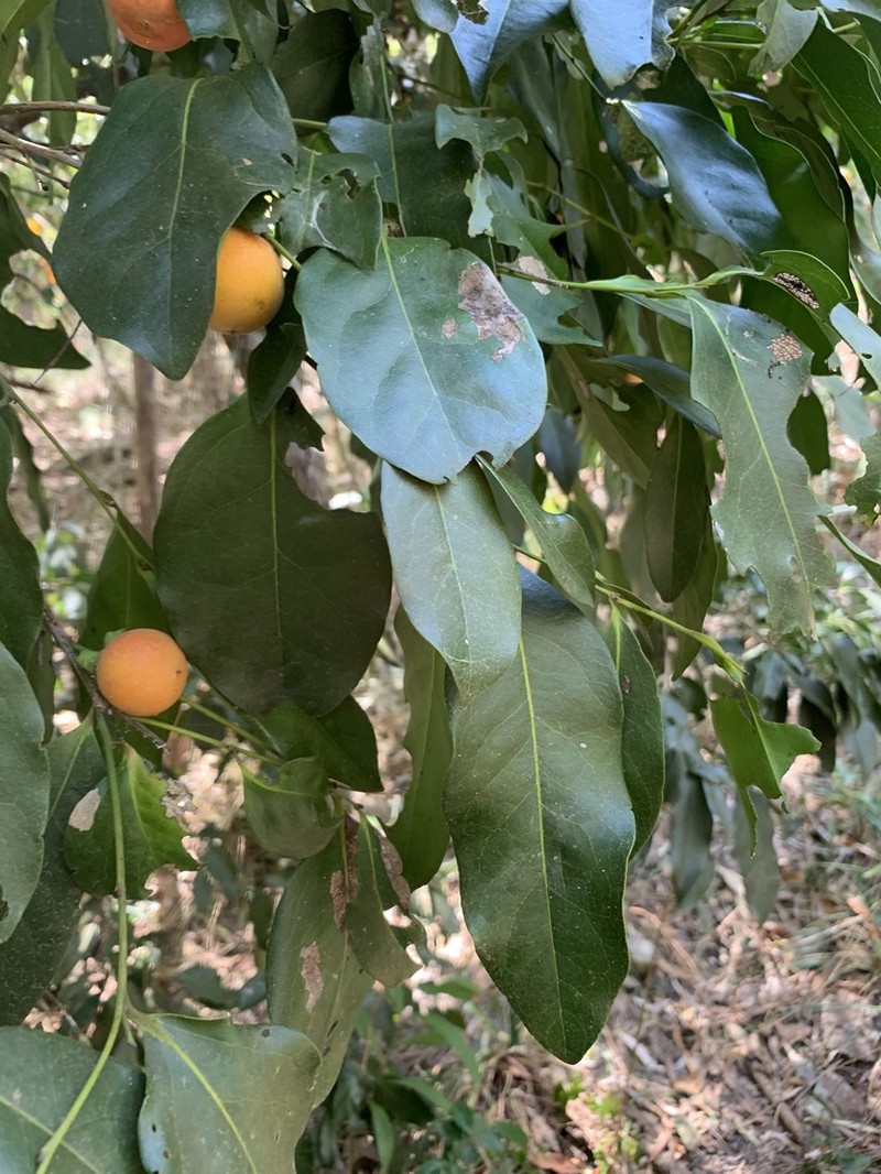 Diospyros hebecarpa photo 2