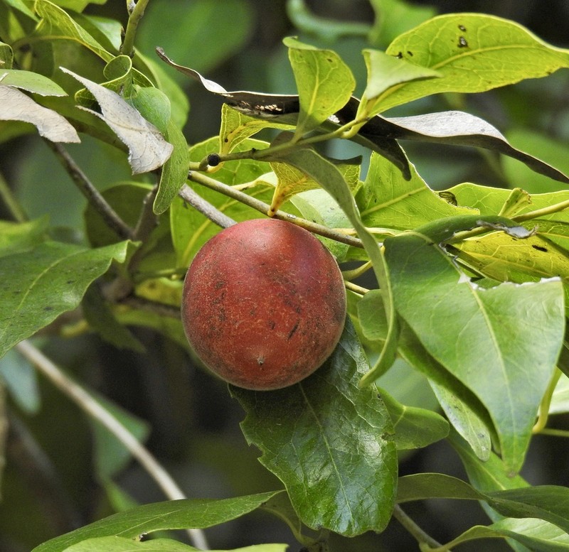 Diospyros hebecarpa photo 3