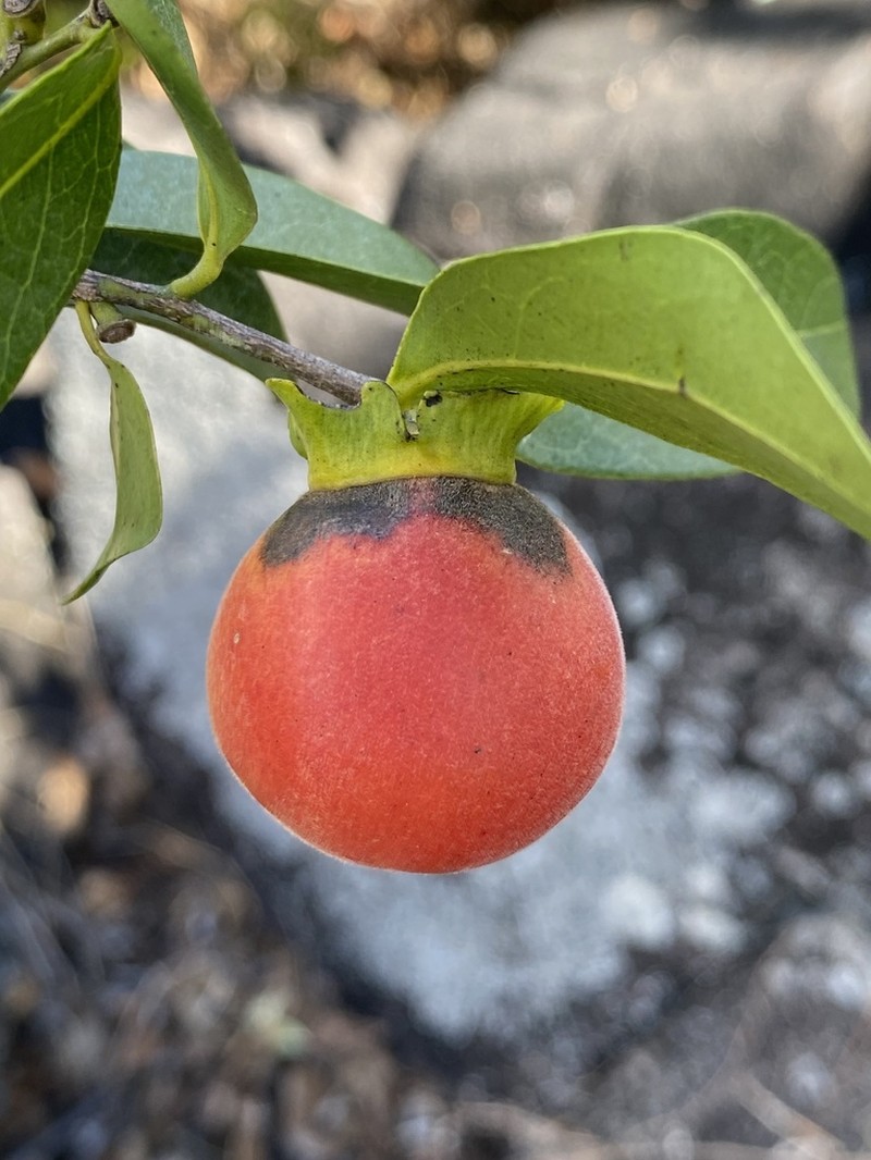Diospyros hebecarpa photo 4