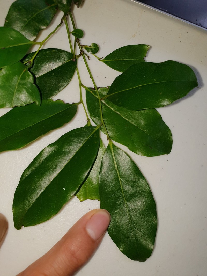 Diospyros hebecarpa photo 5