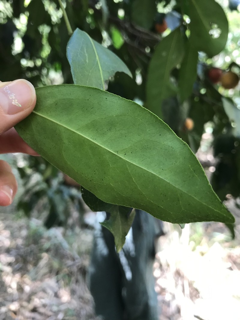Diospyros hebecarpa photo 6