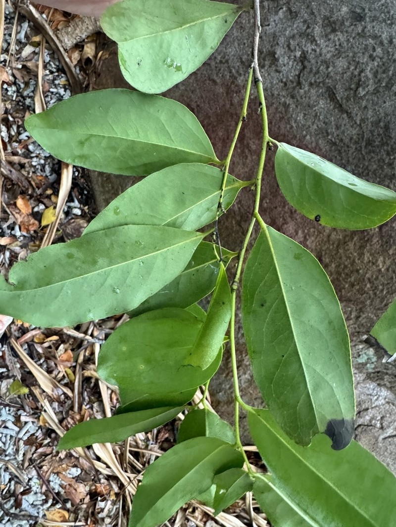 Diospyros hebecarpa photo 7