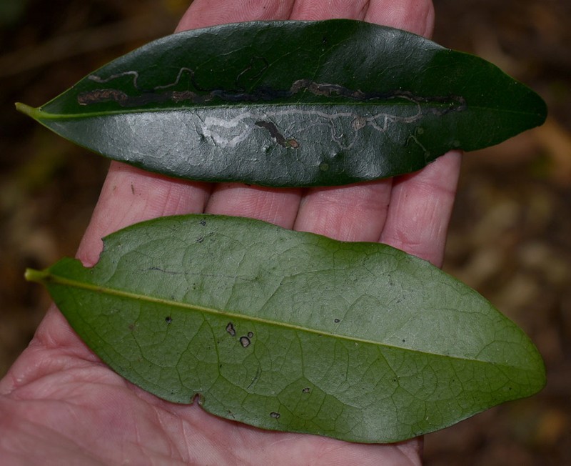 Diospyros hebecarpa photo 8