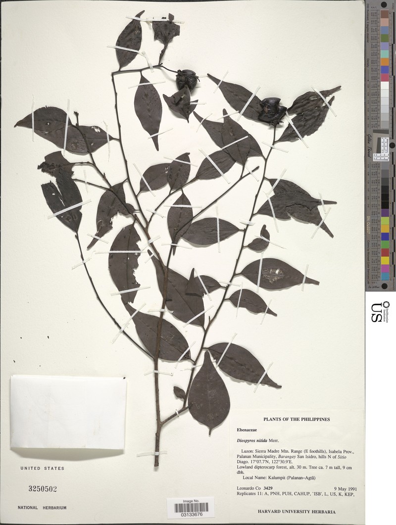 Diospyros heishi