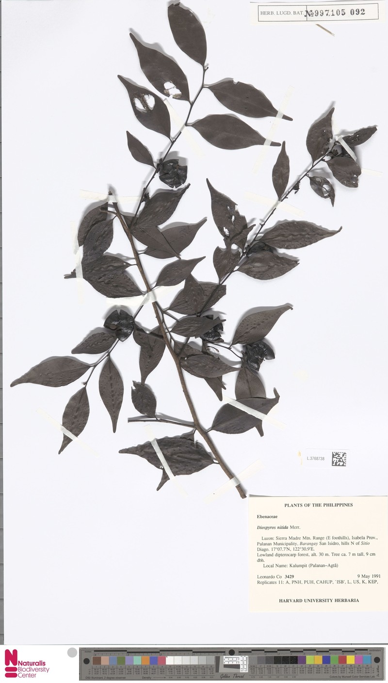 Diospyros heishi photo 2
