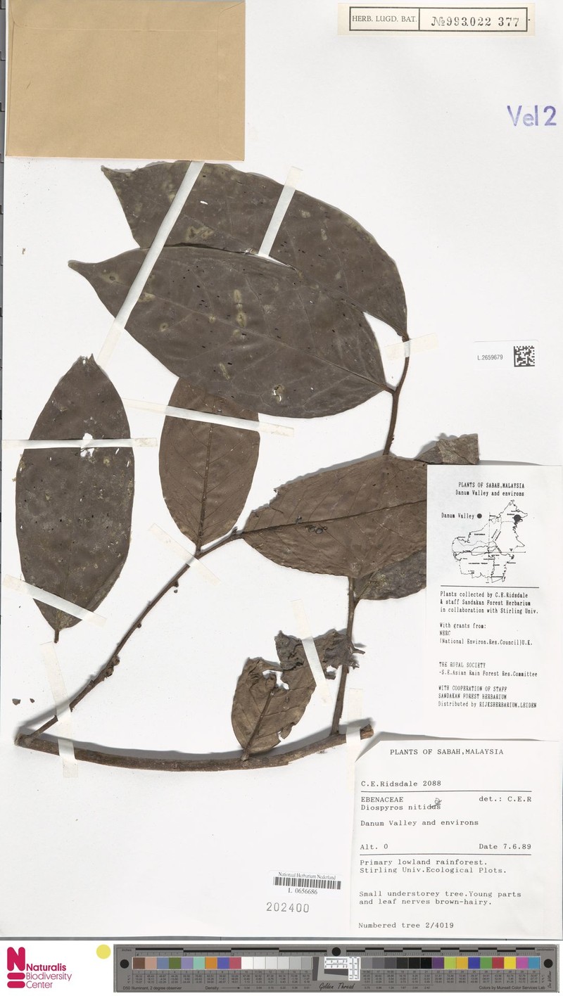 Diospyros heishi photo 3