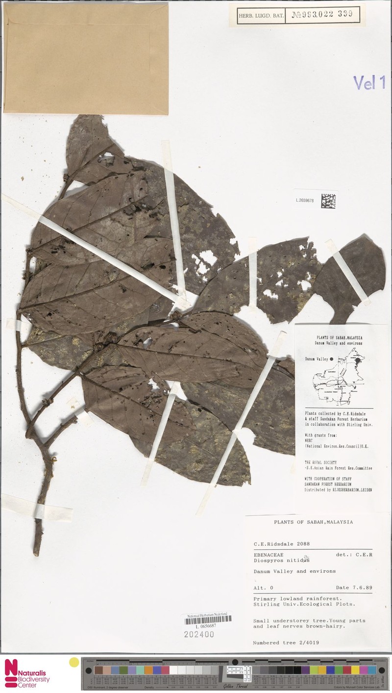Diospyros heishi photo 4