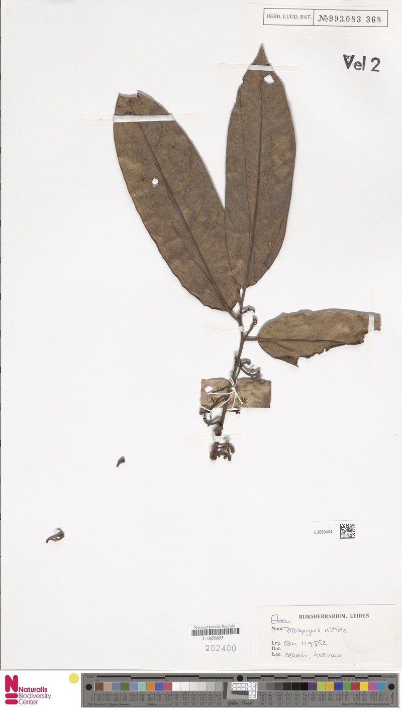 Diospyros heishi photo 7