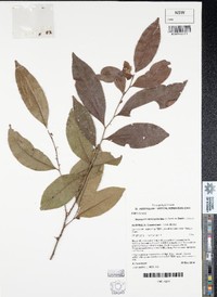 Diospyros hemicycloides
