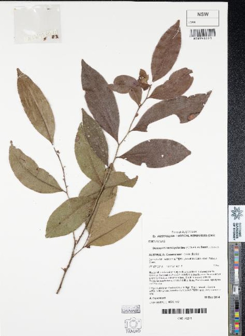 Diospyros hemicycloides