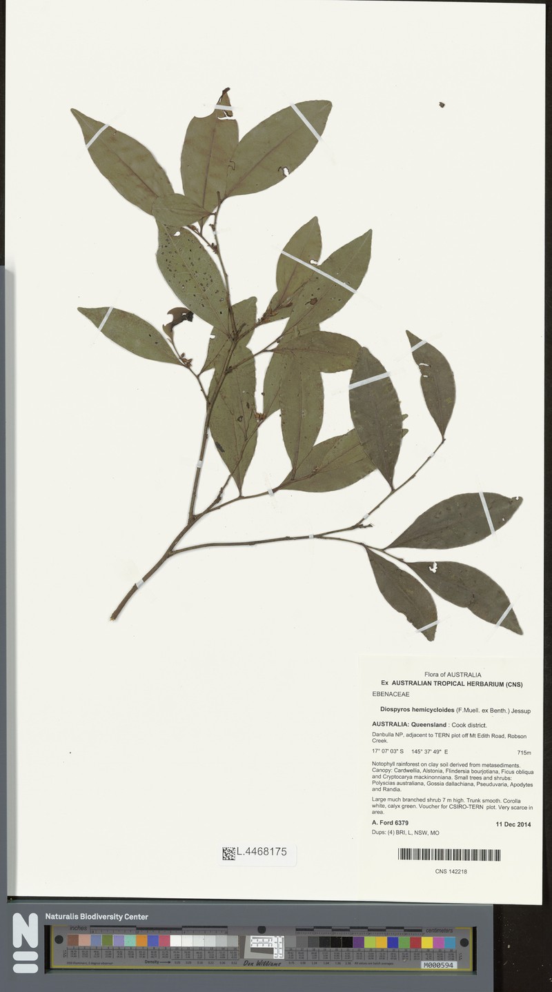 Diospyros hemicycloides photo 2