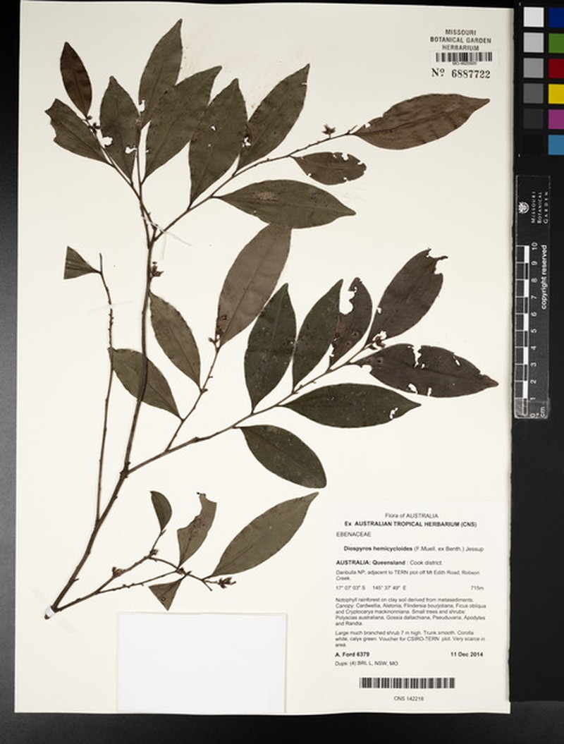 Diospyros hemicycloides photo 3
