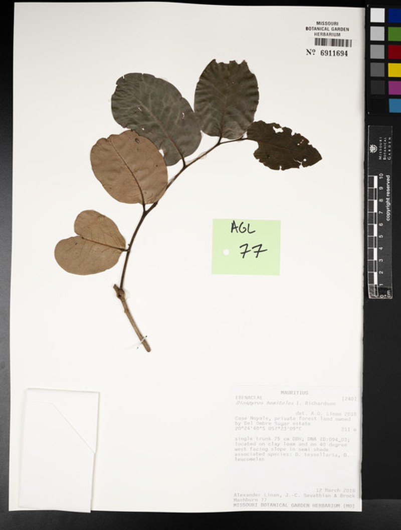 Diospyros hemiteles