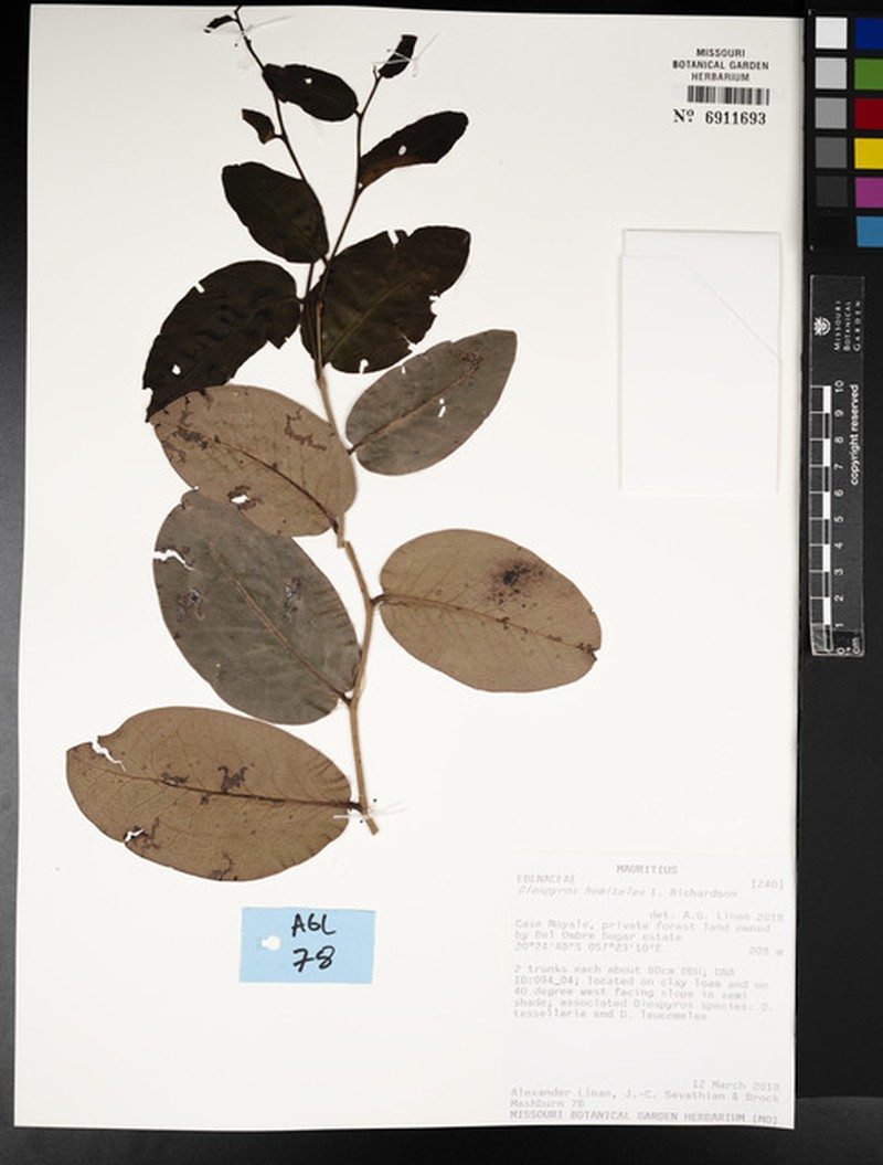 Diospyros hemiteles photo 2