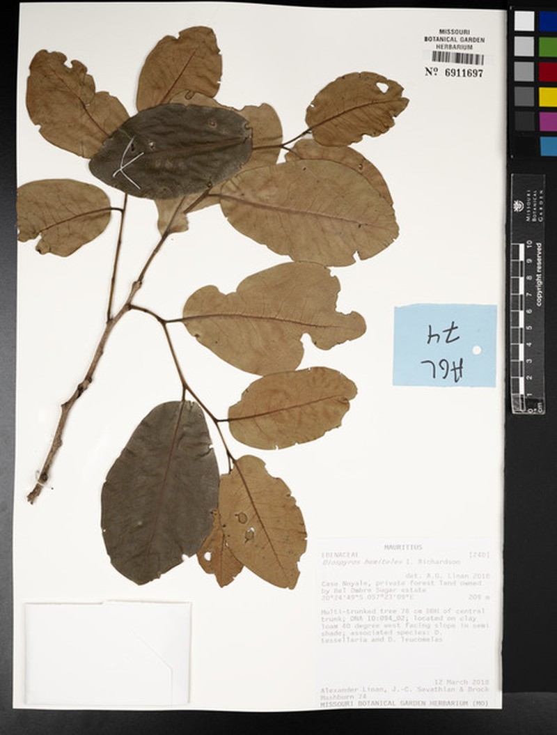Diospyros hemiteles photo 4
