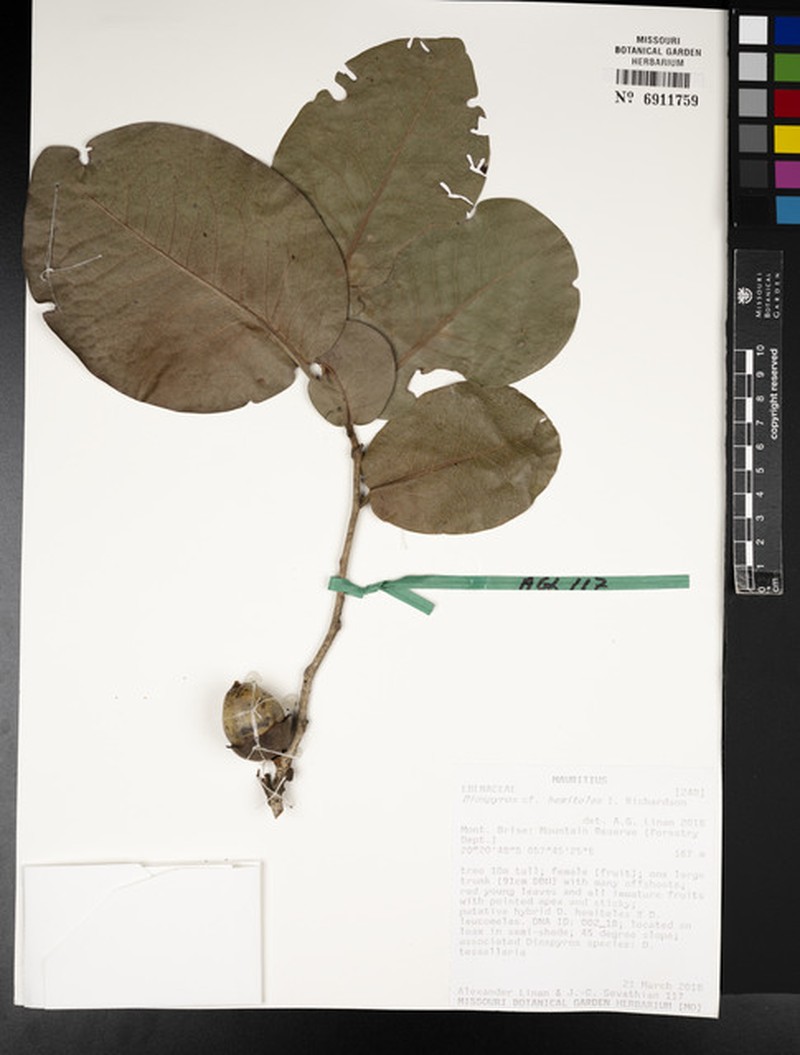 Diospyros hemiteles photo 5