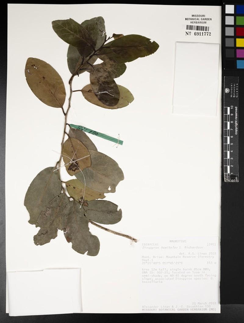 Diospyros hemiteles photo 6