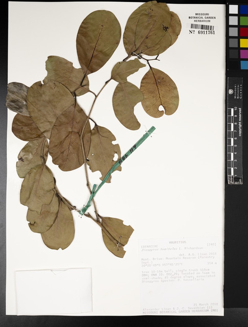 Diospyros hemiteles photo 8