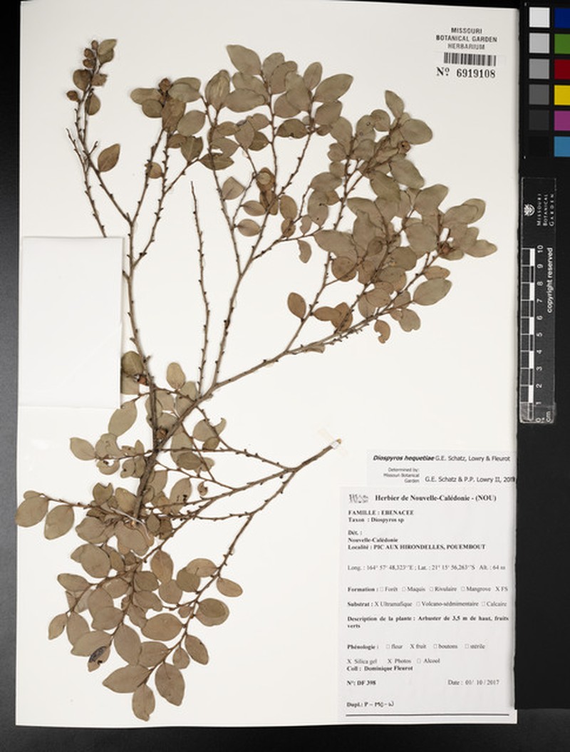 Diospyros hequetiae