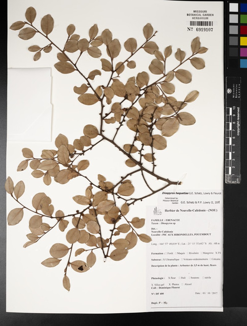 Diospyros hequetiae photo 2