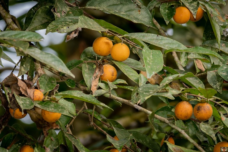 Diospyros heterotricha