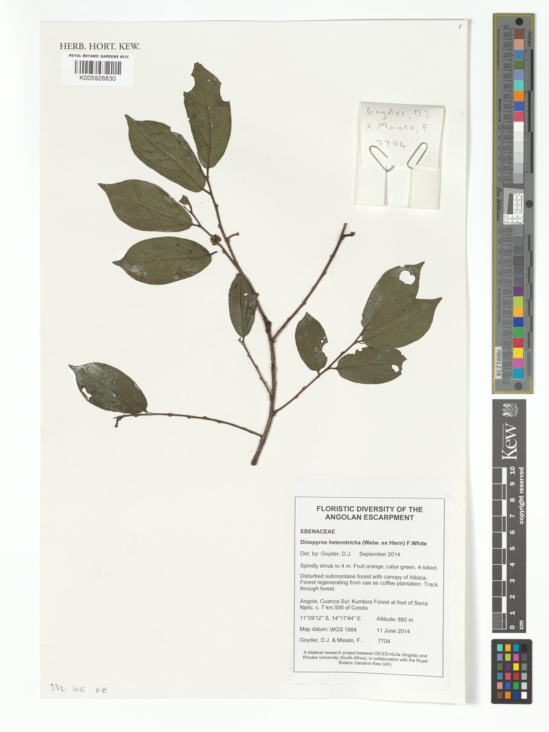 Diospyros heterotricha photo 2