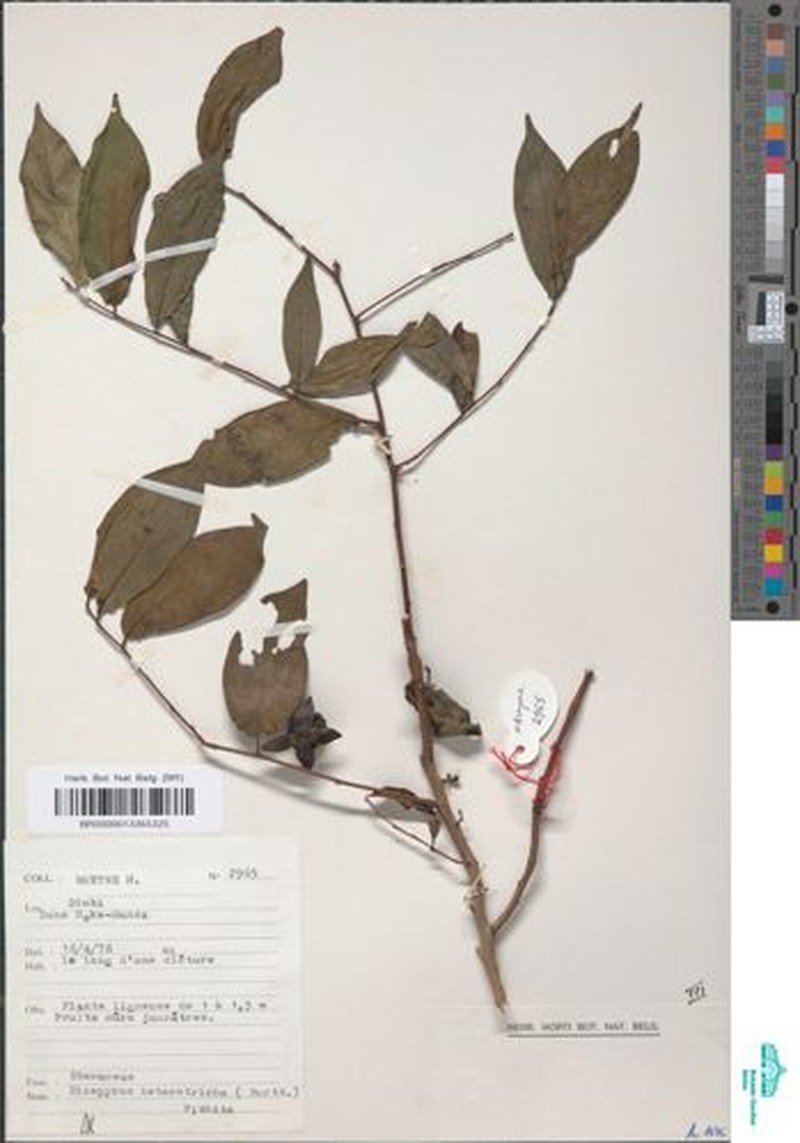 Diospyros heterotricha photo 3