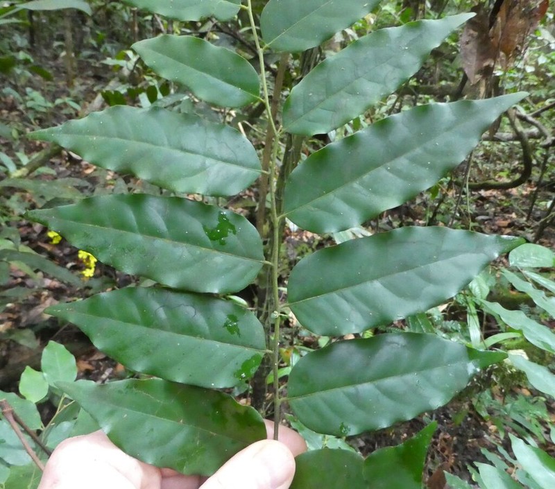 Diospyros heudelotii