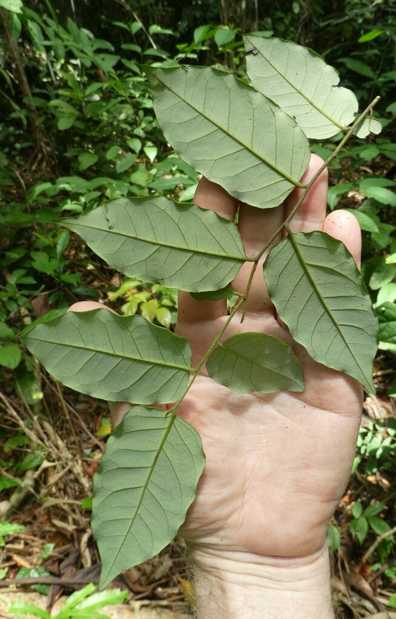 Diospyros heudelotii photo 2