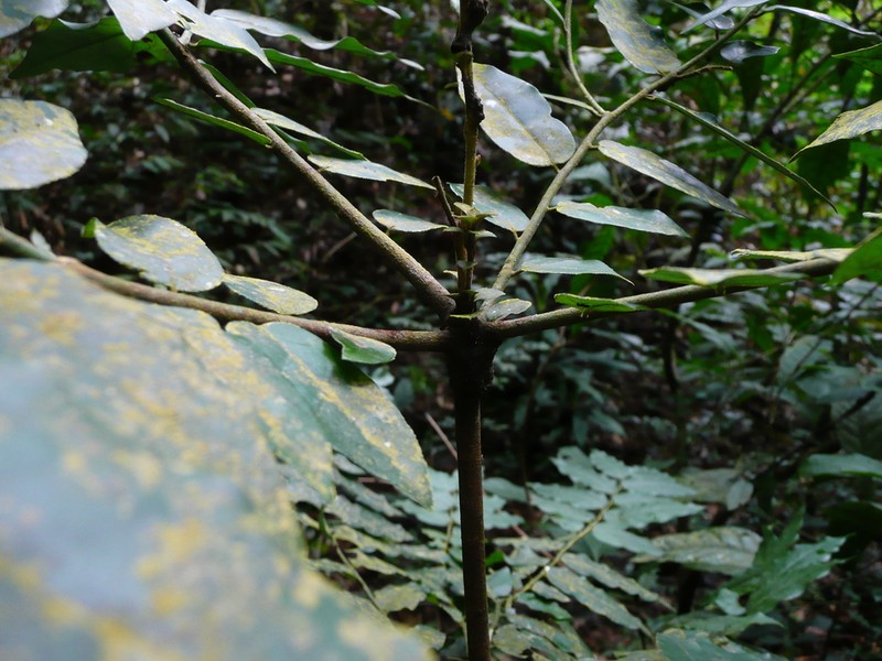 Diospyros heudelotii photo 3