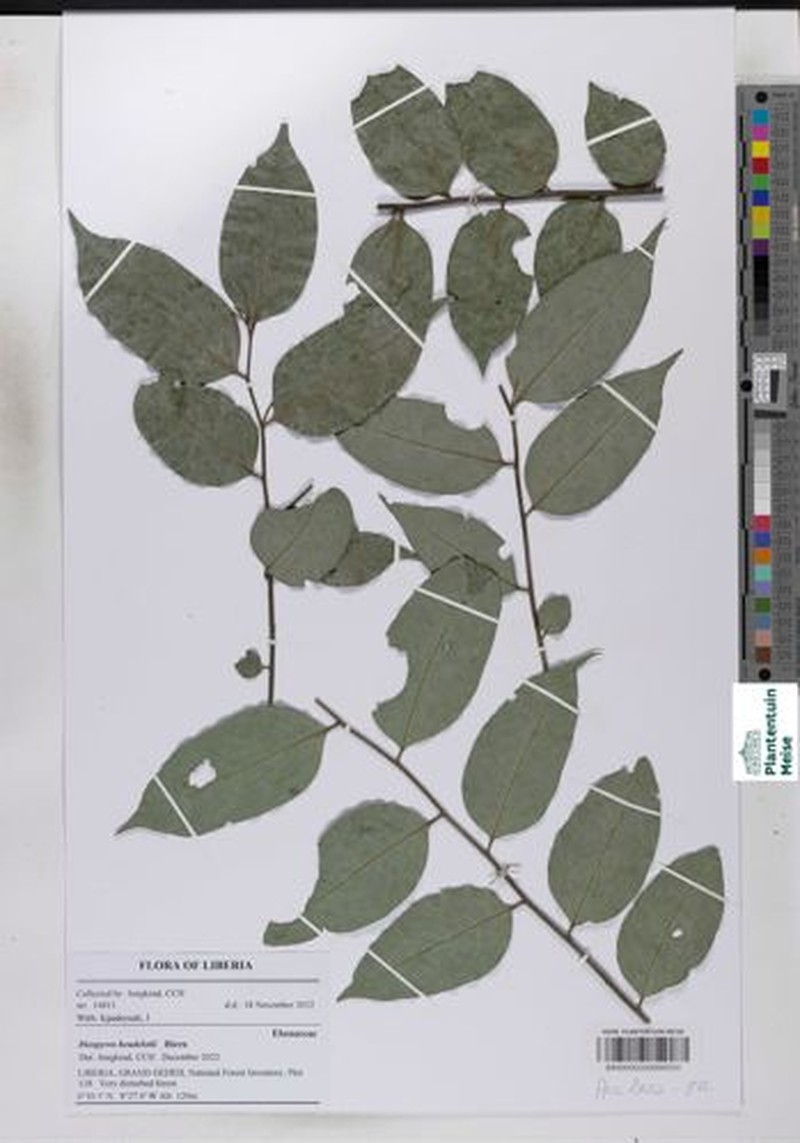 Diospyros heudelotii photo 4