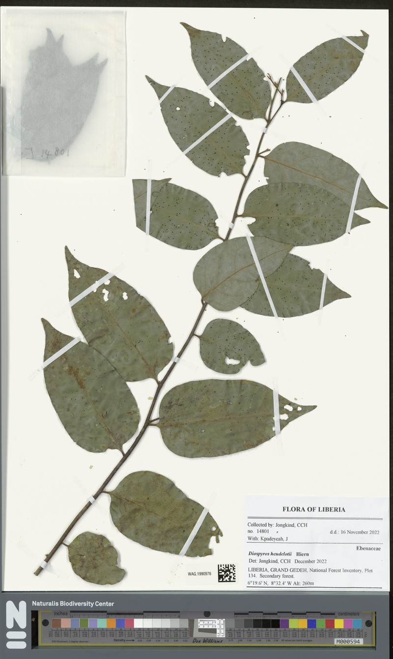 Diospyros heudelotii photo 5