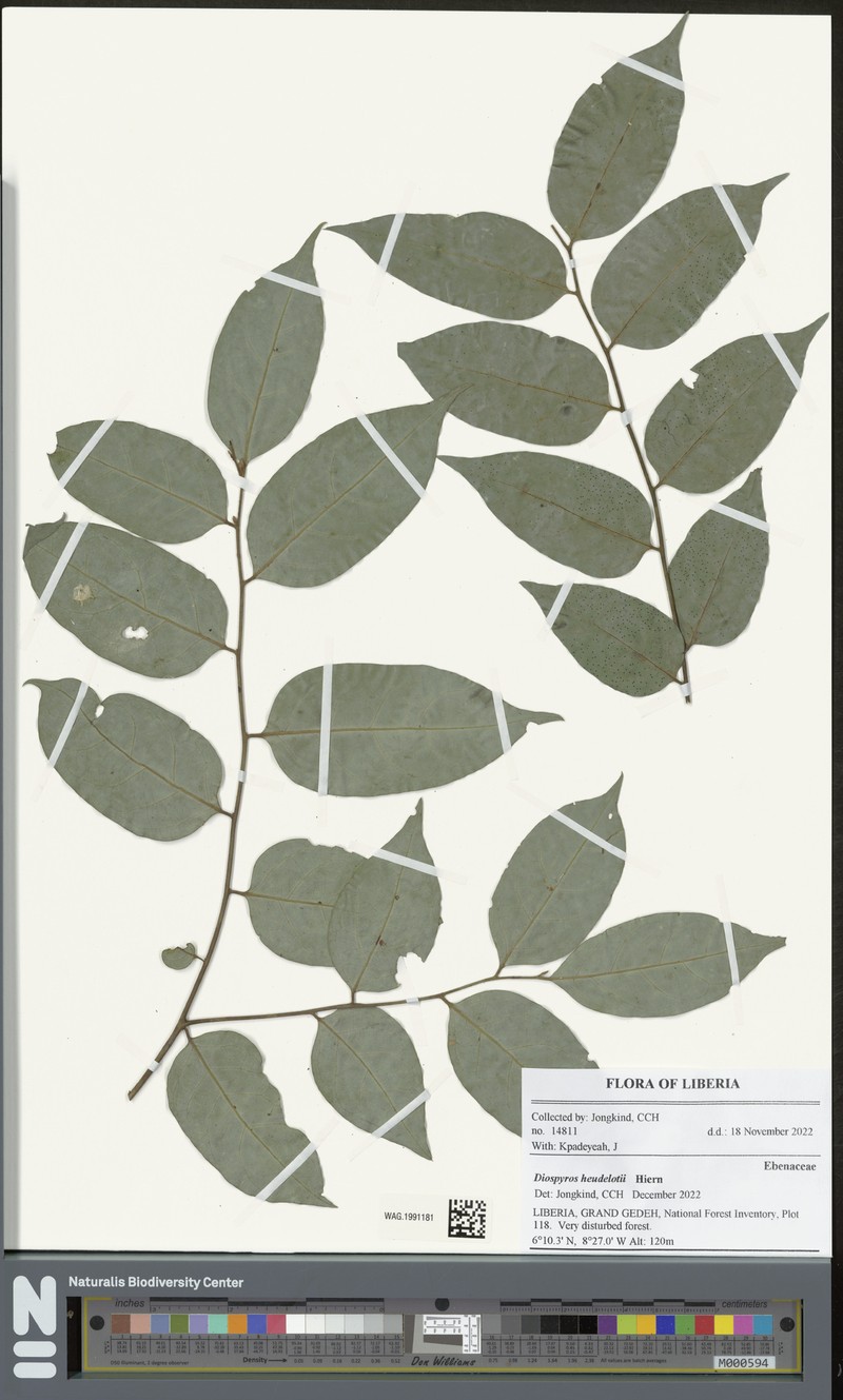 Diospyros heudelotii photo 6
