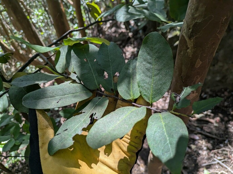 Elama