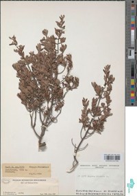 Diospyros hirsuta