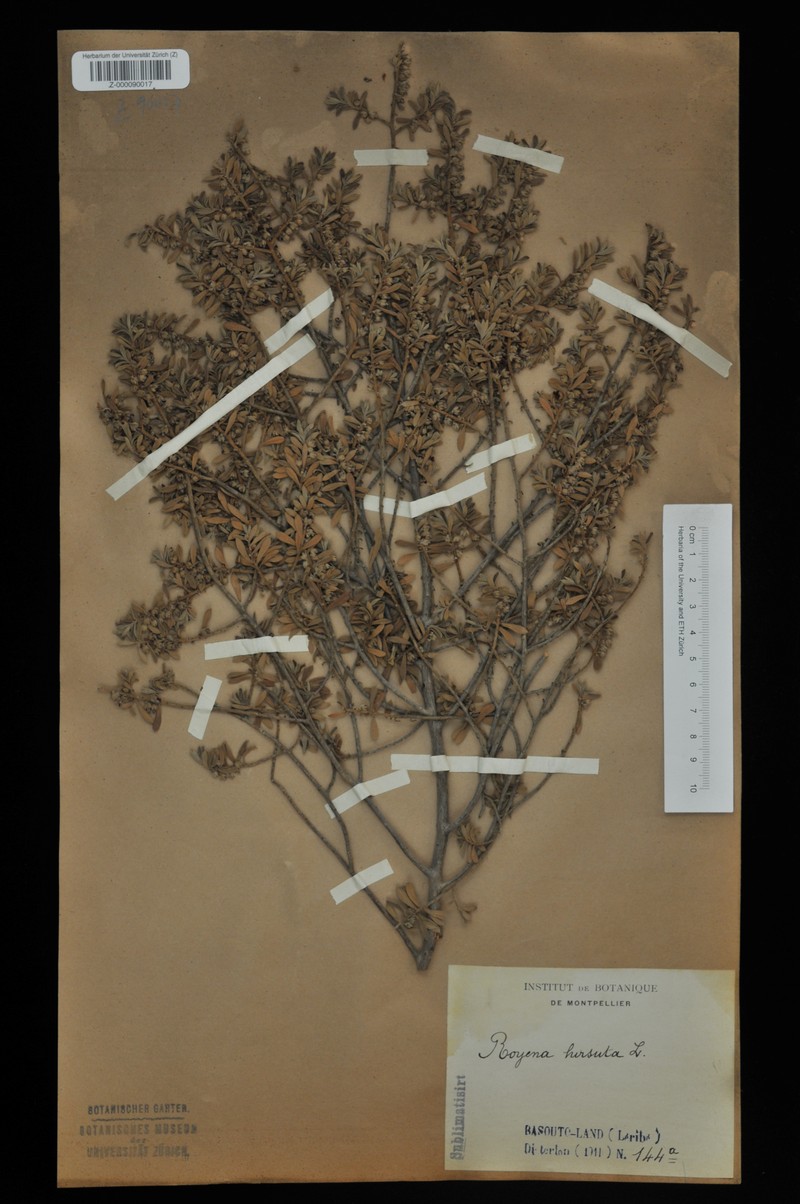 Diospyros hirsuta photo 2