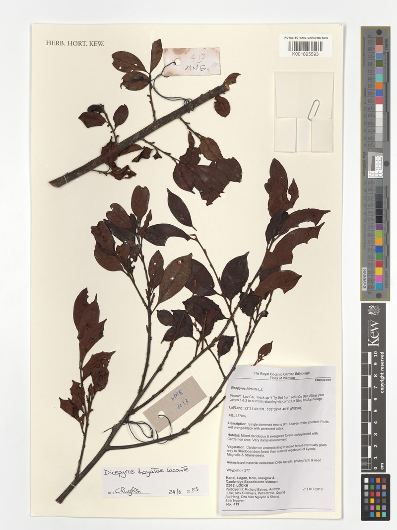Diospyros hirsuta photo 3