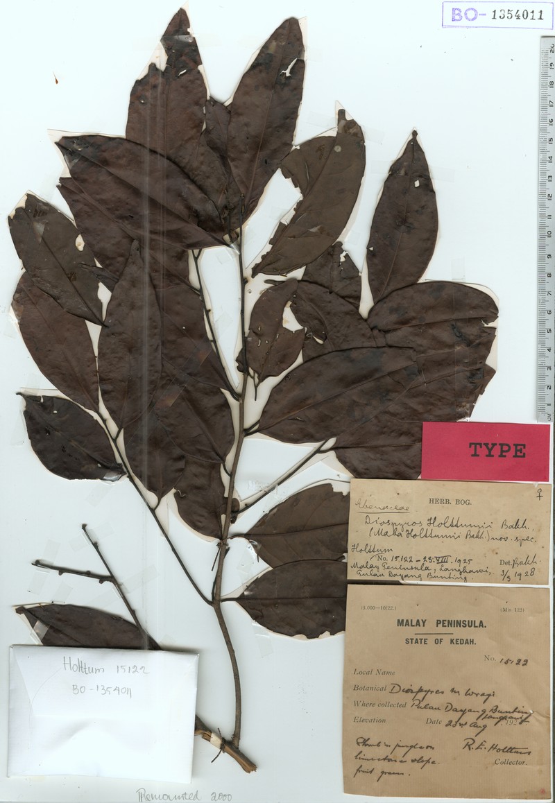 Diospyros holttumii
