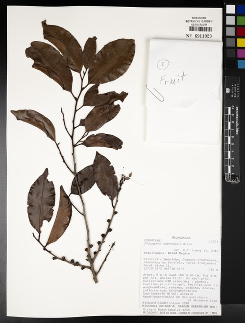 Diospyros hongwae photo 2