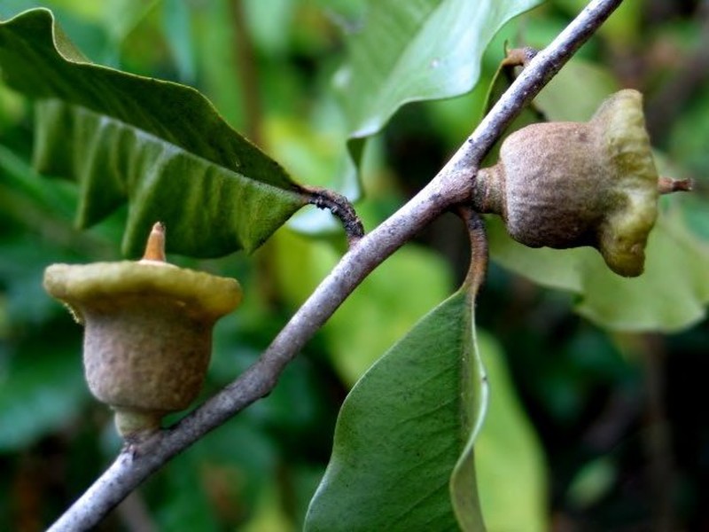 Diospyros hongwae photo 3
