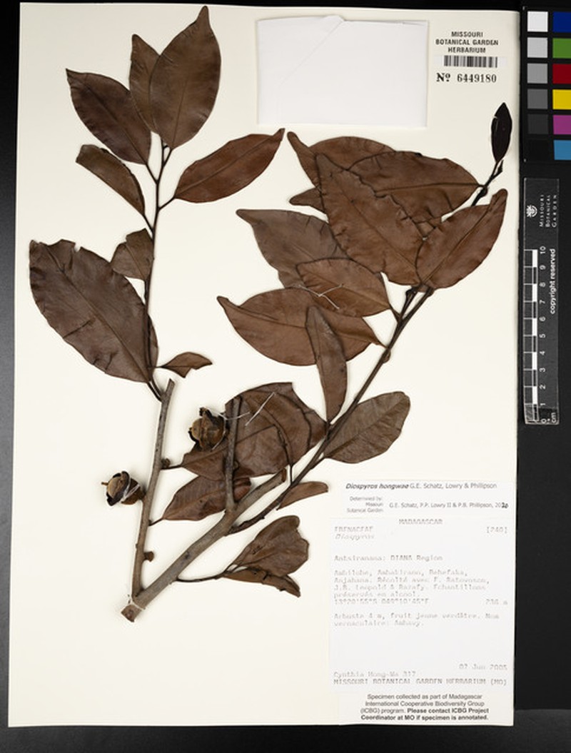 Diospyros hongwae photo 4