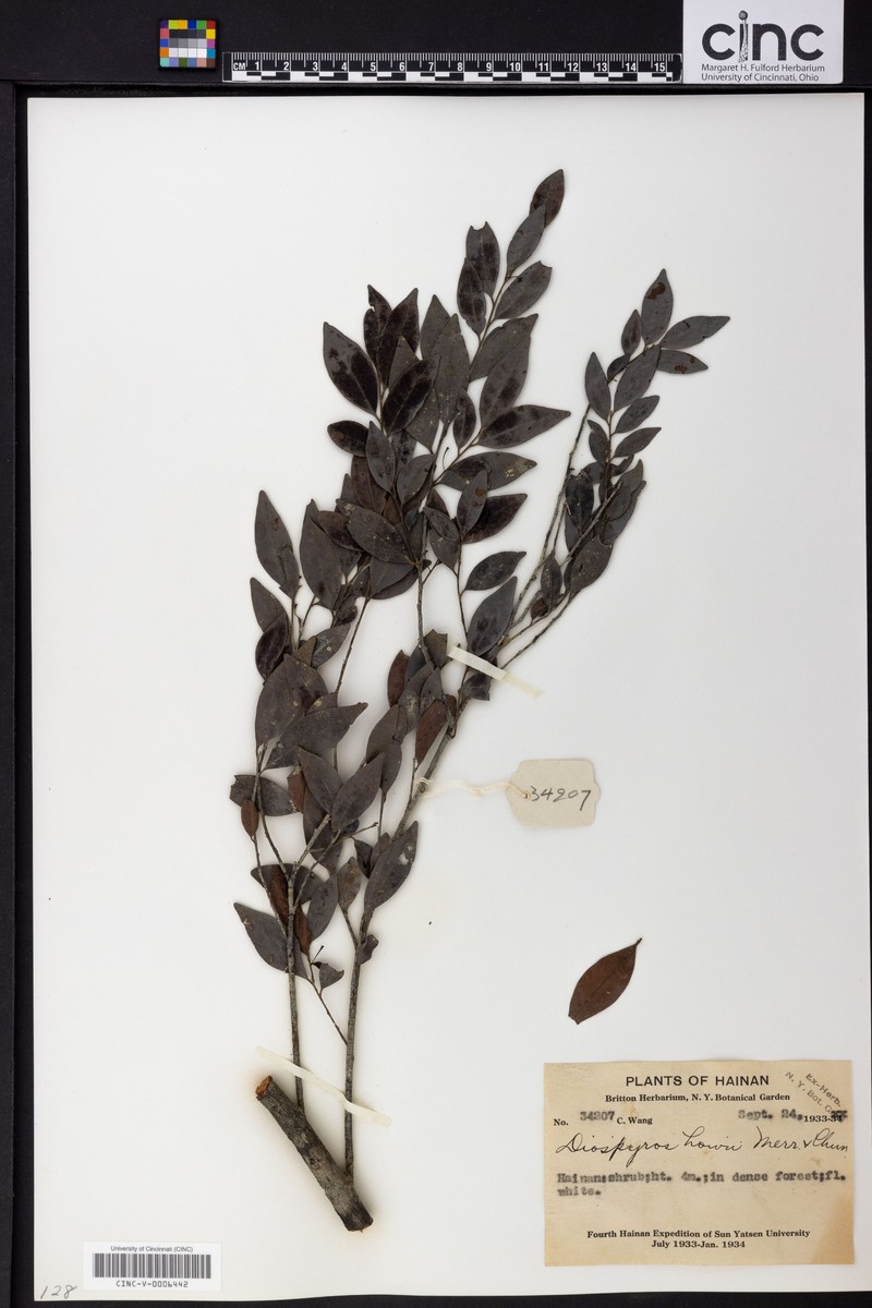 Diospyros howii