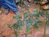 Diospyros hoyleana