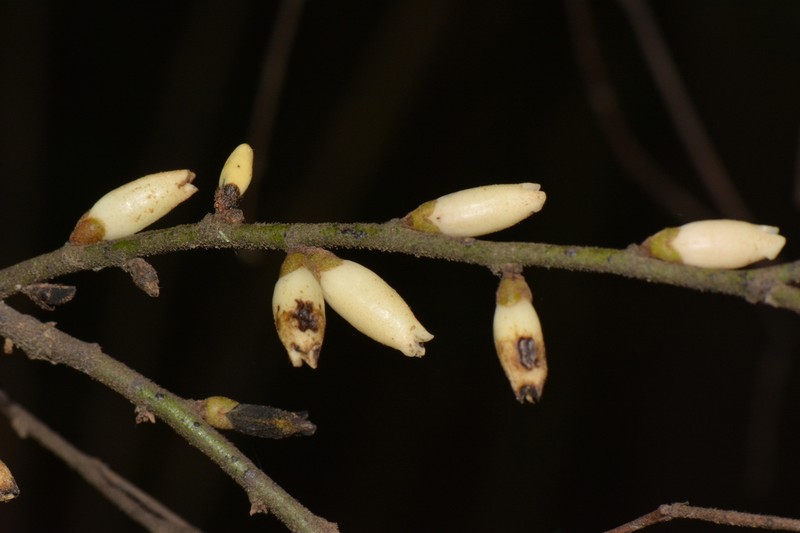 Diospyros hoyleana photo 2