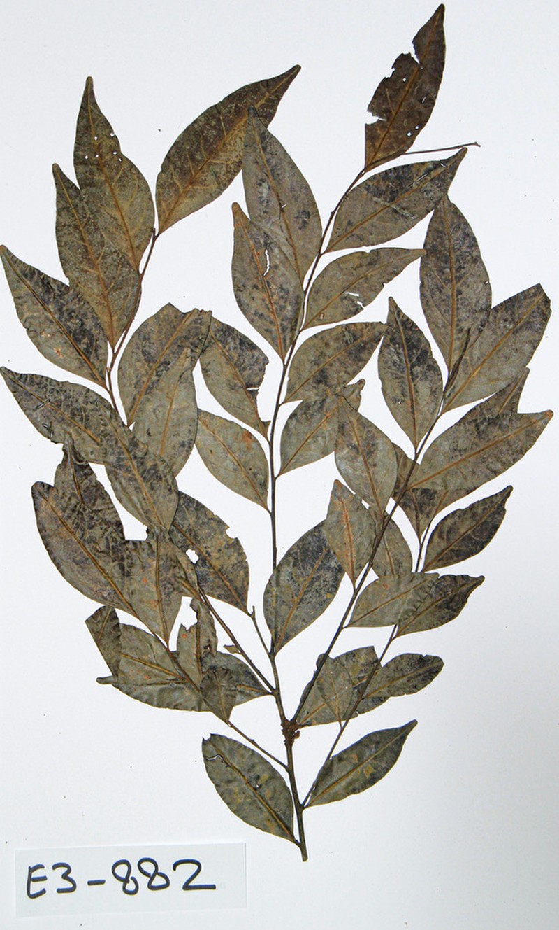 Diospyros hoyleana photo 4