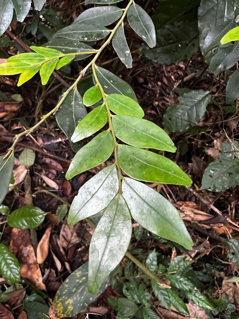 Diospyros hoyleana photo 5