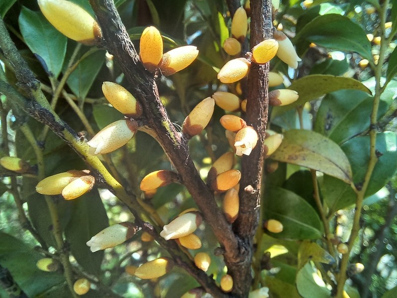 Diospyros hoyleana photo 6