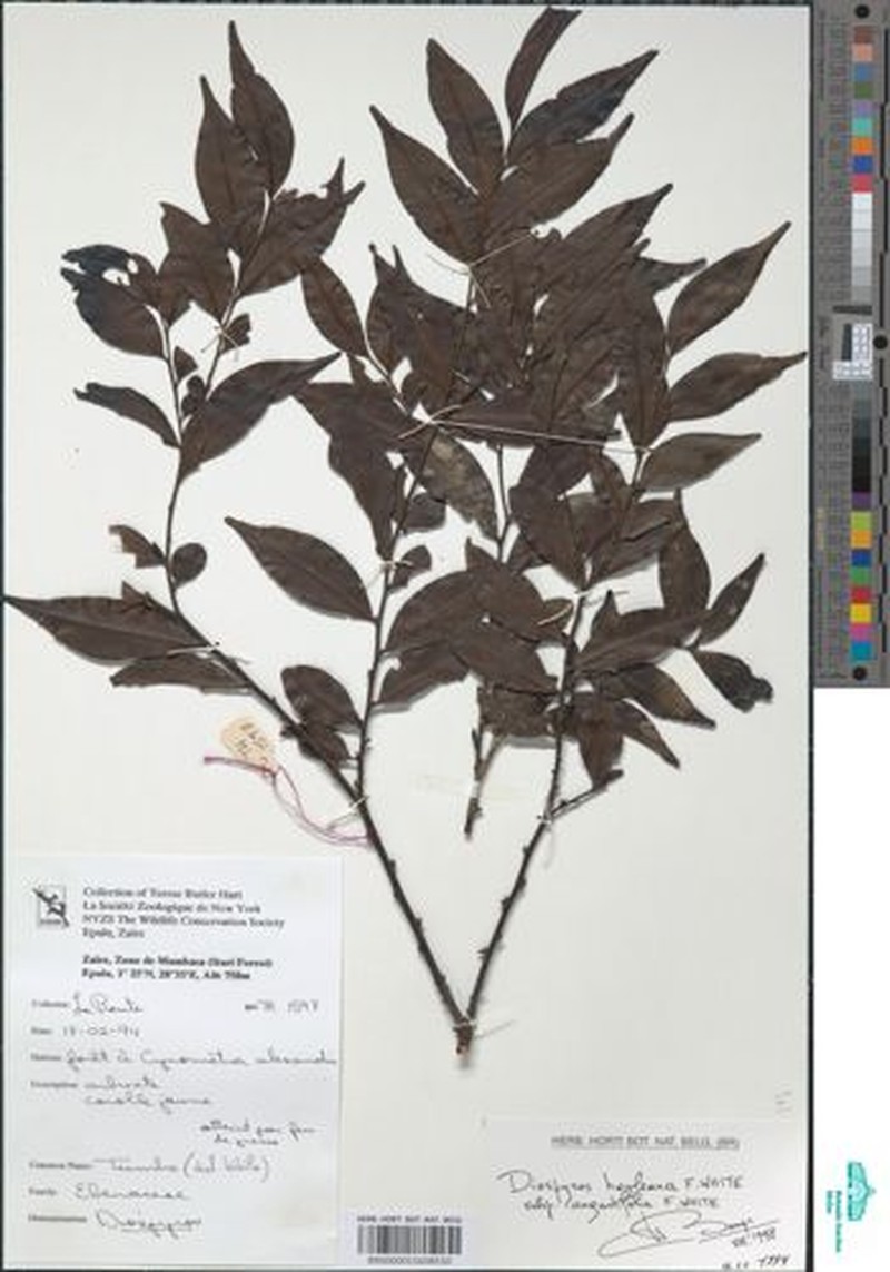 Diospyros hoyleana subsp. angustifolia