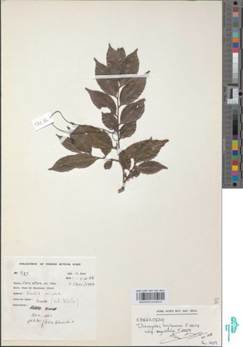 Diospyros hoyleana subsp. angustifolia photo 2