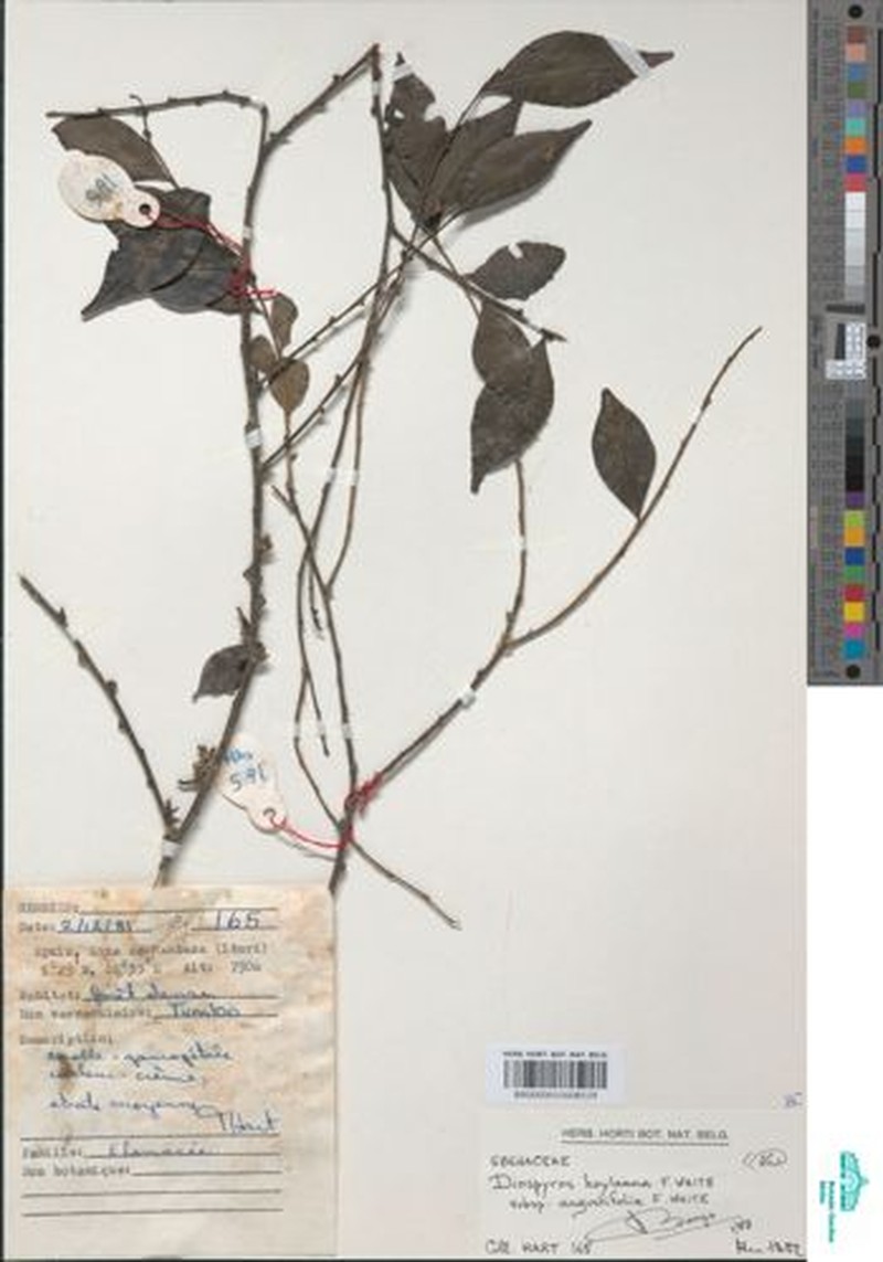 Diospyros hoyleana subsp. angustifolia photo 3